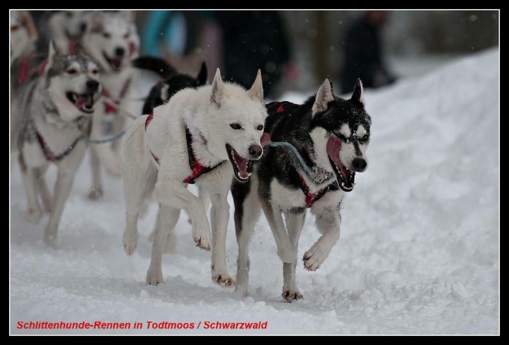 Ferienwohnung Schwarz ทอดท์โมส ภายนอก รูปภาพ